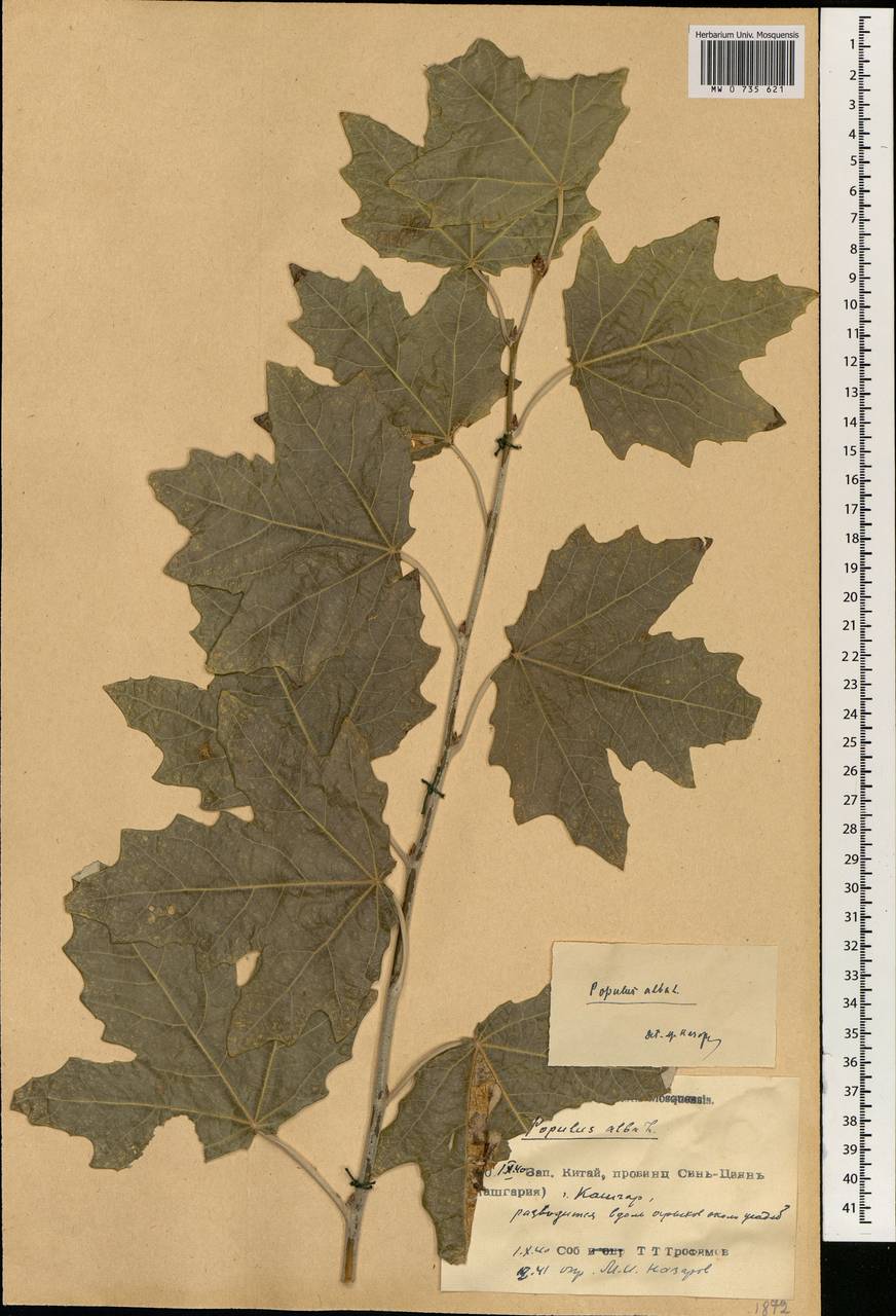 Populus alba, South Asia, South Asia (Asia outside ex-Soviet states and Mongolia) (ASIA) (China)
