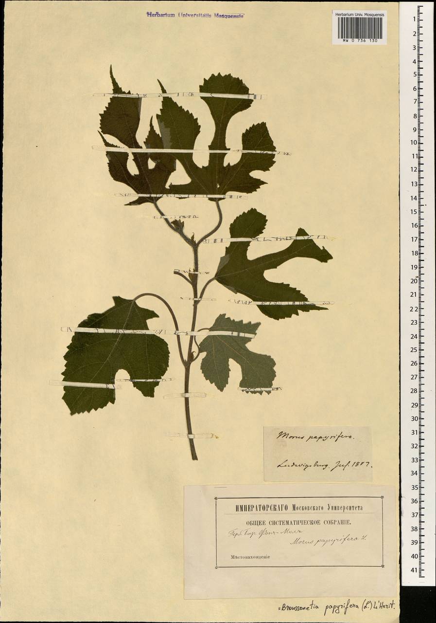 Broussonetia papyrifera (L.) Vent., South Asia, South Asia (Asia outside ex-Soviet states and Mongolia) (ASIA) (Germany)