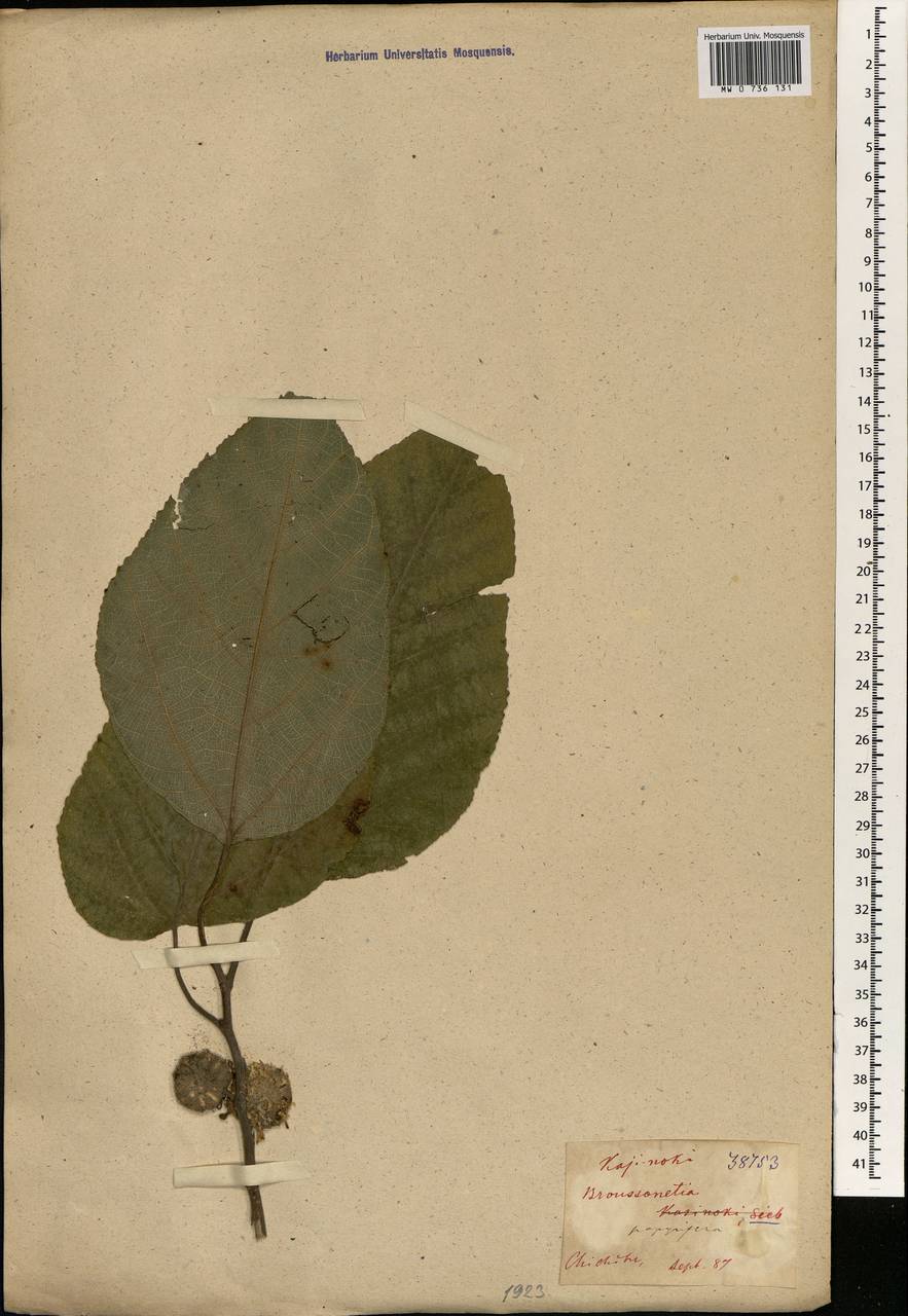 Broussonetia papyrifera (L.) Vent., South Asia, South Asia (Asia outside ex-Soviet states and Mongolia) (ASIA) (Japan)