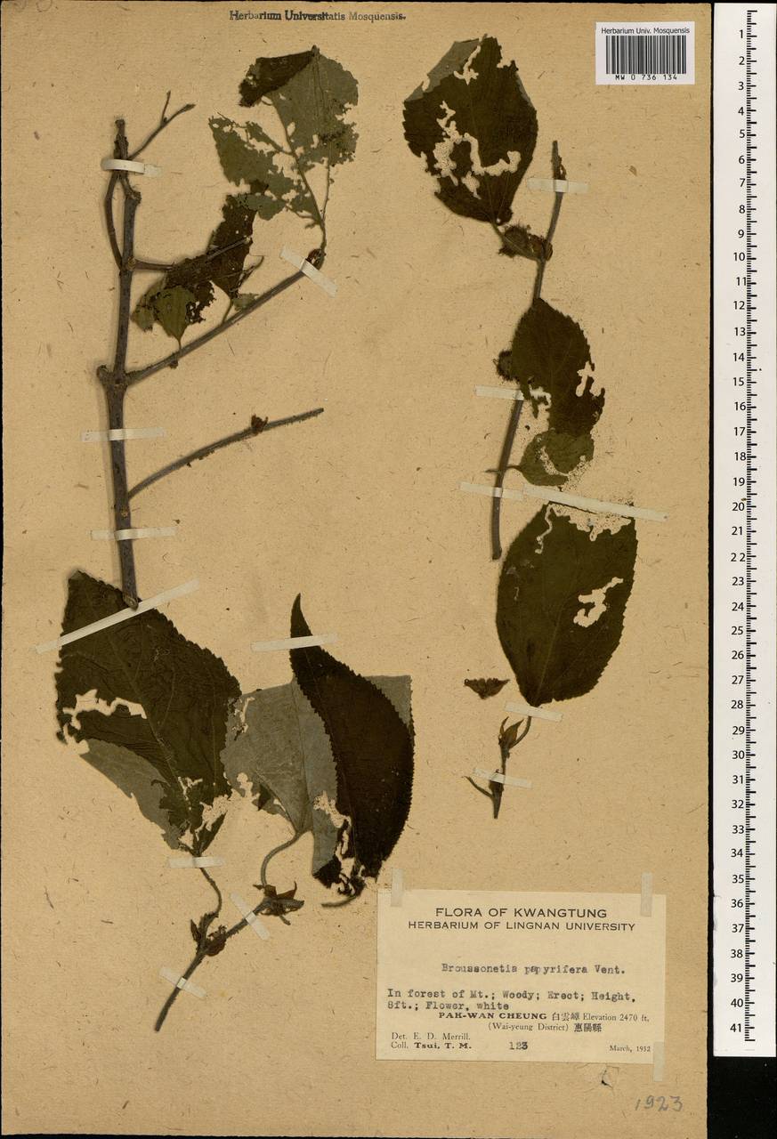 Broussonetia papyrifera (L.) Vent., South Asia, South Asia (Asia outside ex-Soviet states and Mongolia) (ASIA) (China)