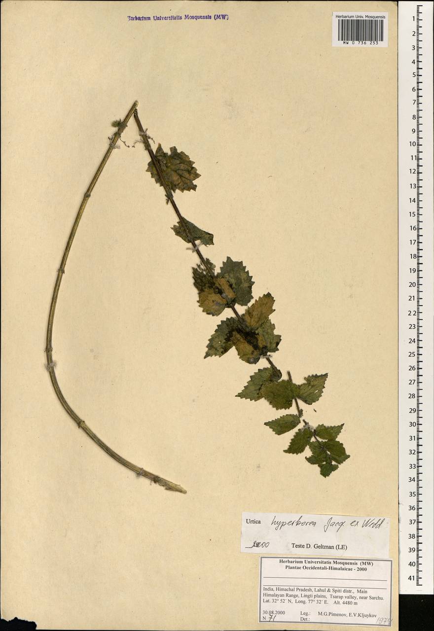 Urtica hyperborea Jacq. ex Wedd., South Asia, South Asia (Asia outside ex-Soviet states and Mongolia) (ASIA) (India)