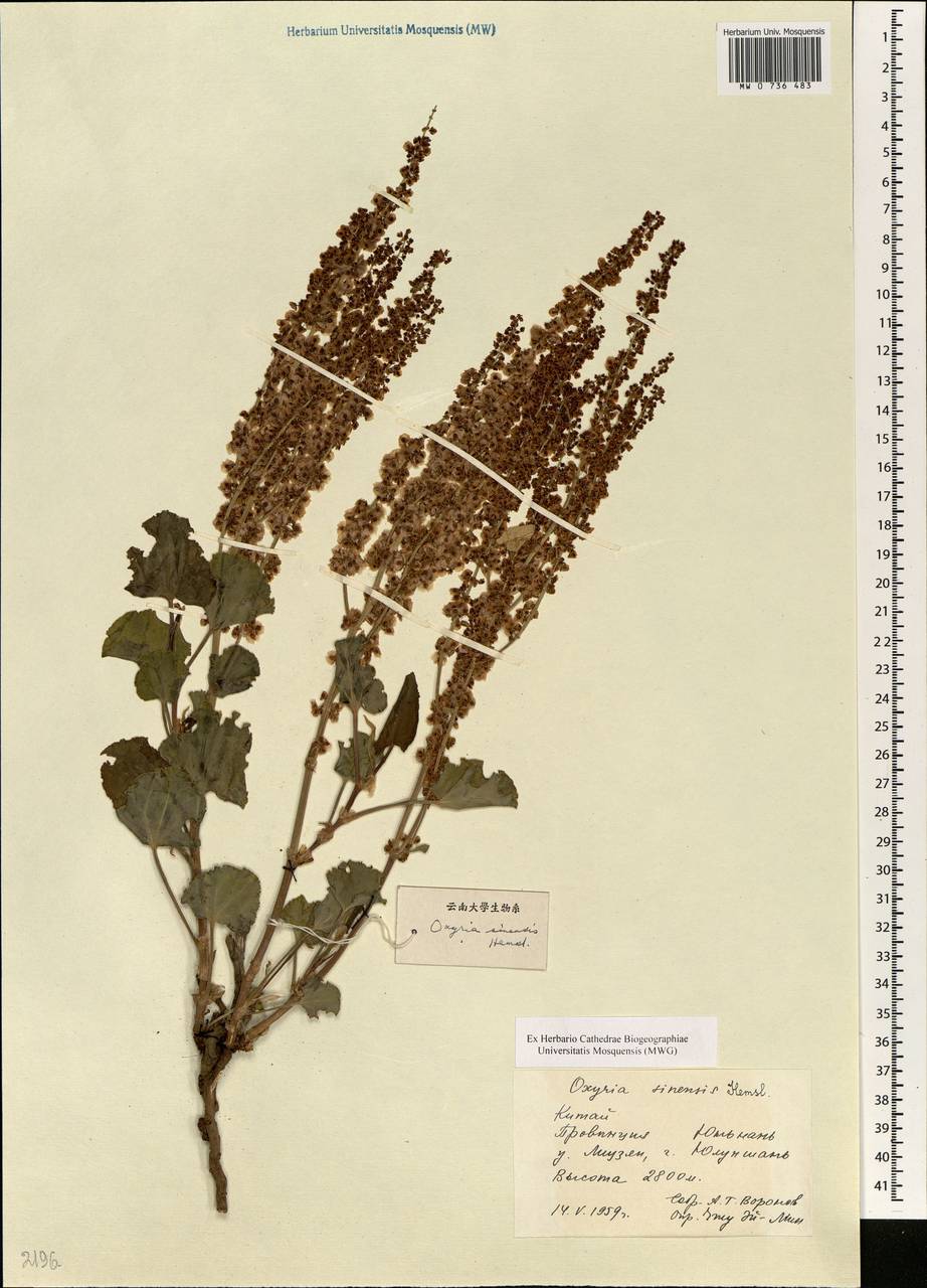 Oxyria sinensis Hemsl., South Asia, South Asia (Asia outside ex-Soviet states and Mongolia) (ASIA) (China)