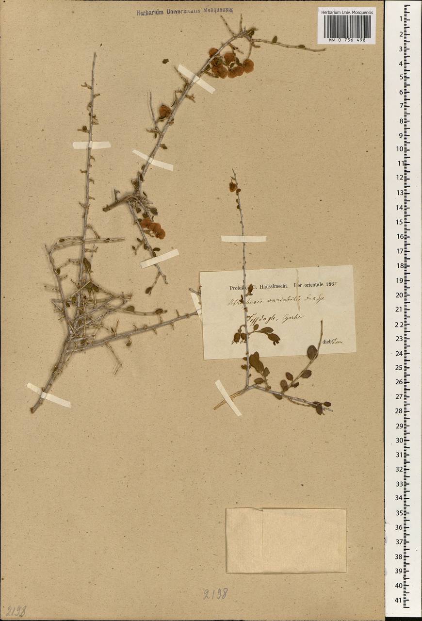 Atraphaxis billardierei subsp. billardierei, South Asia, South Asia (Asia outside ex-Soviet states and Mongolia) (ASIA) (Turkey)