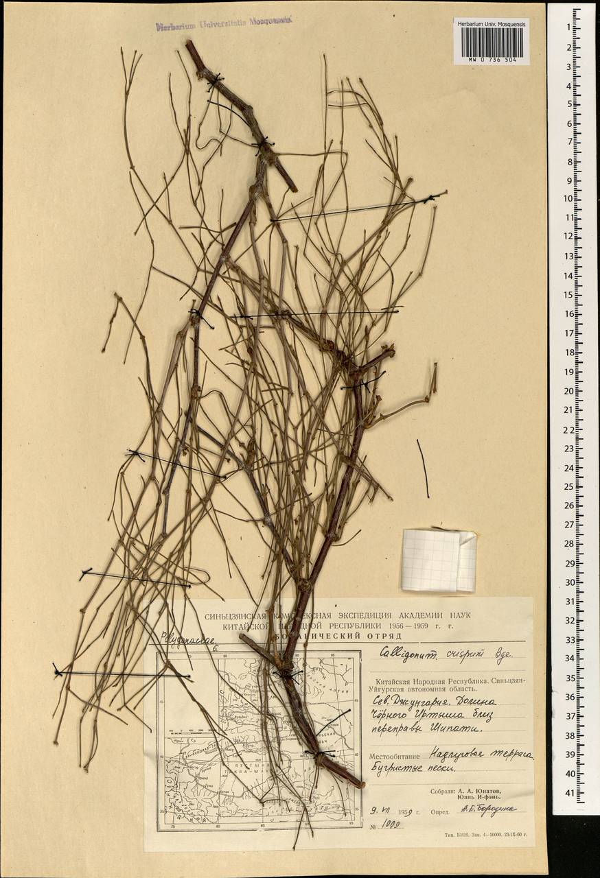 Calligonum rubicundum Bunge, South Asia, South Asia (Asia outside ex-Soviet states and Mongolia) (ASIA) (China)