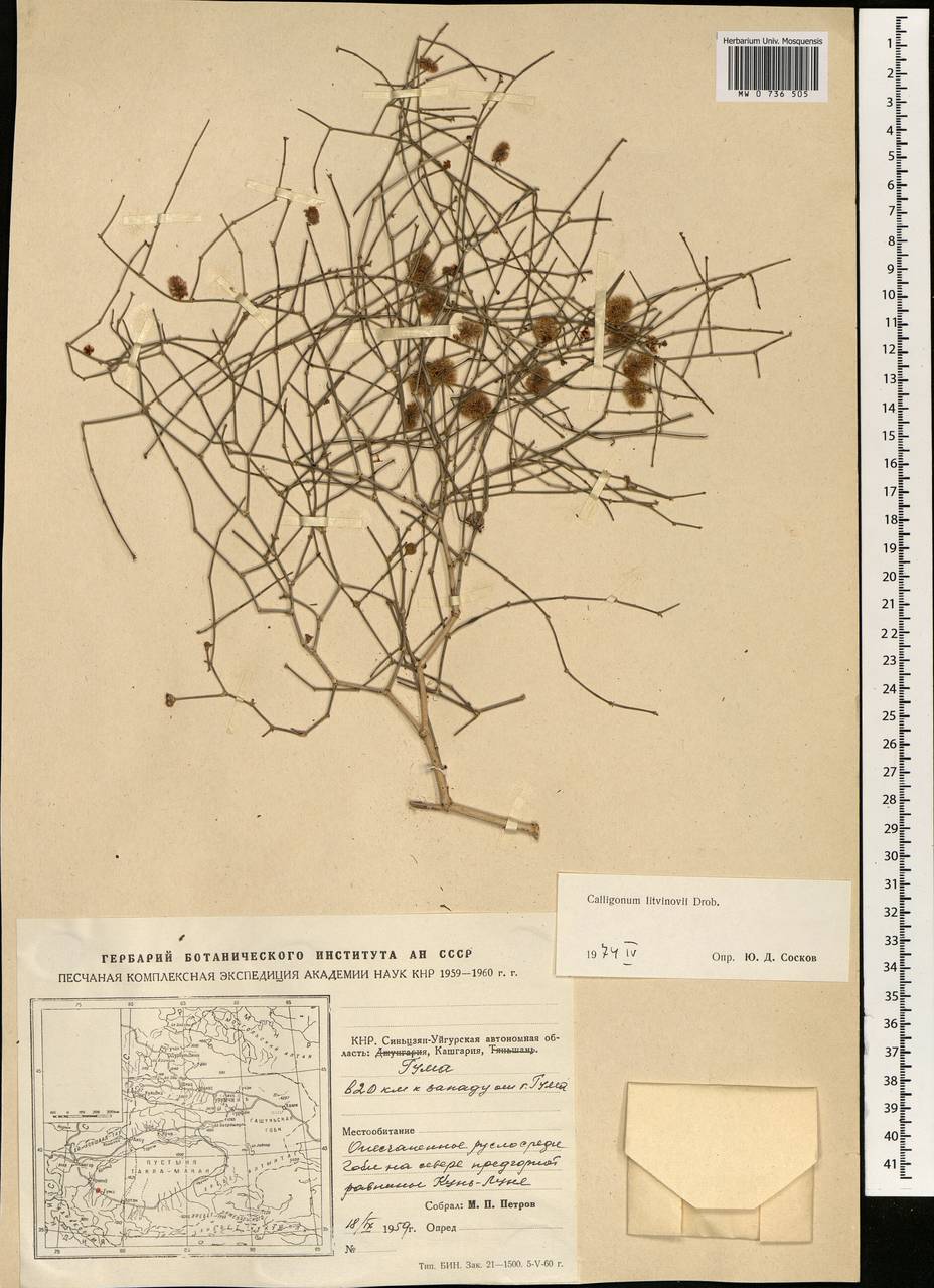 Calligonum litwinowii Drobow, South Asia, South Asia (Asia outside ex-Soviet states and Mongolia) (ASIA) (China)
