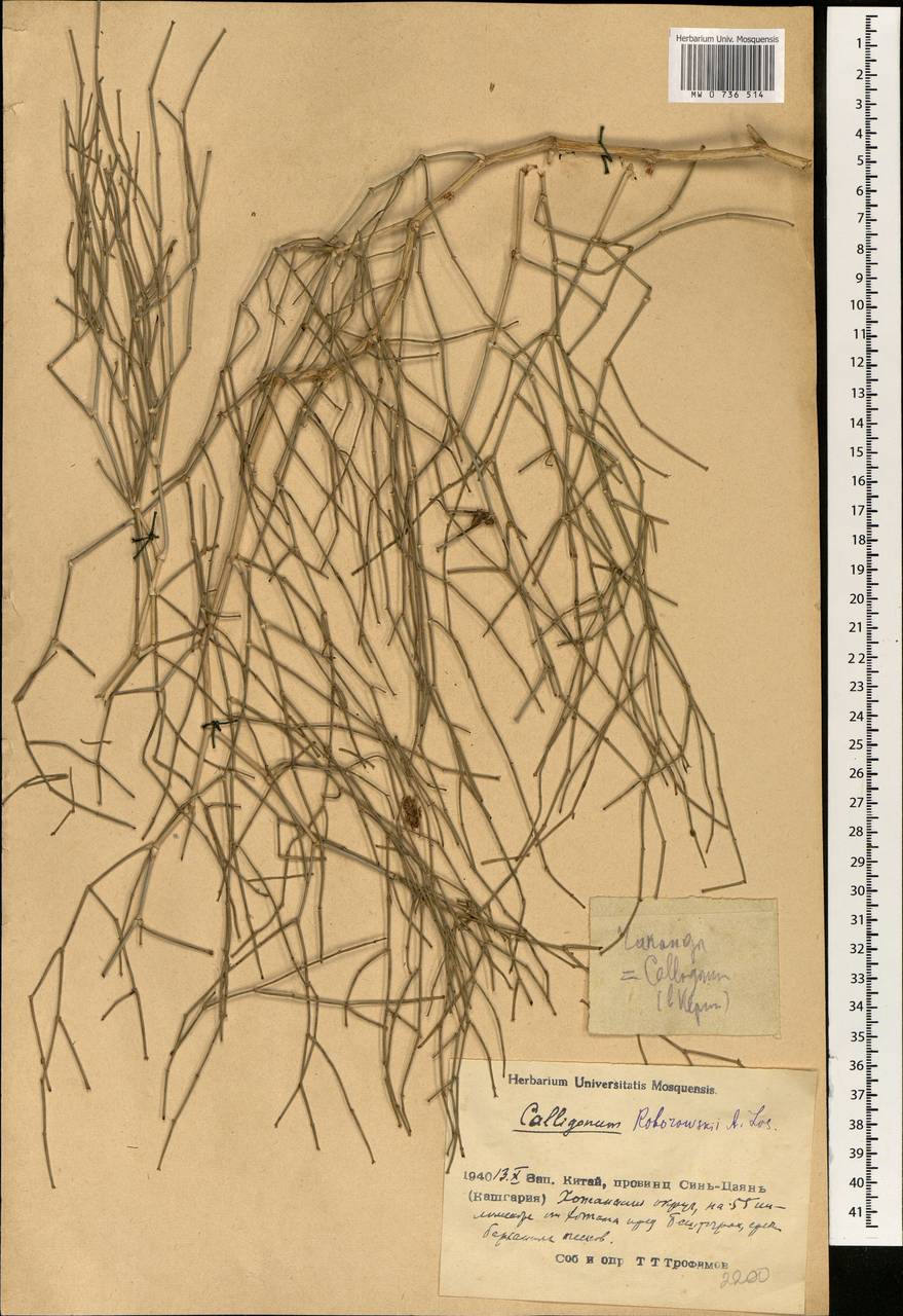 Calligonum roborowskii Losinsk., South Asia, South Asia (Asia outside ex-Soviet states and Mongolia) (ASIA) (China)