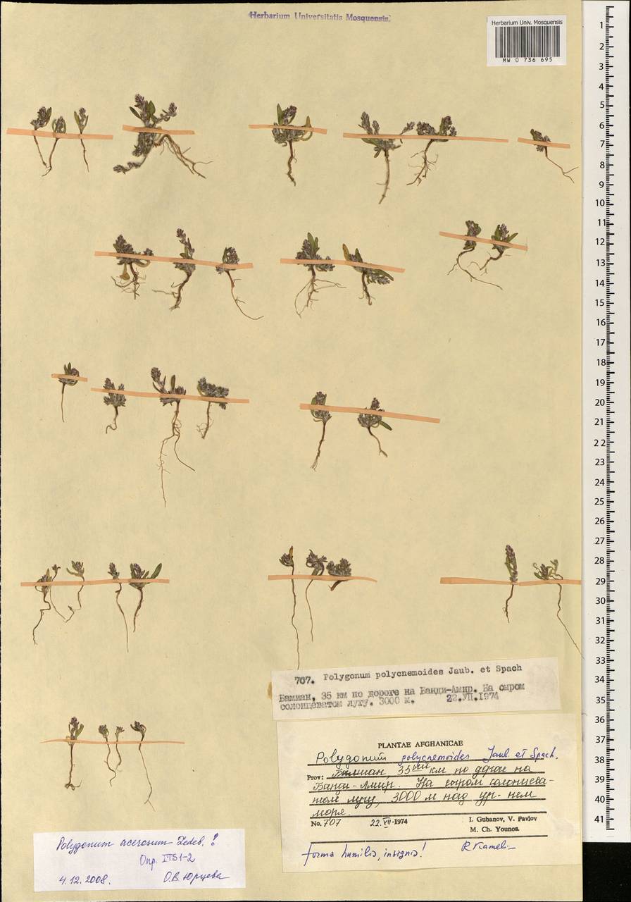 Polygonum acerosum Ledeb. ex Meisn., South Asia, South Asia (Asia outside ex-Soviet states and Mongolia) (ASIA) (Afghanistan)
