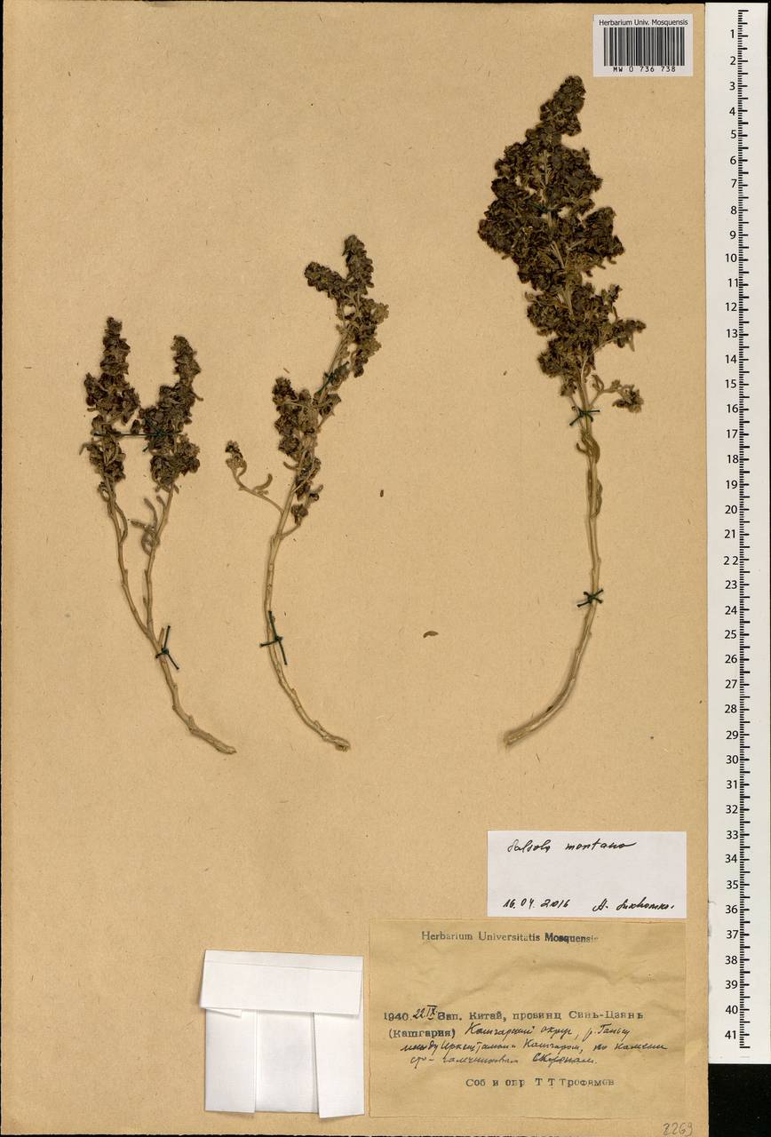 Oreosalsola montana (Litv.) Akhani, South Asia, South Asia (Asia outside ex-Soviet states and Mongolia) (ASIA) (China)