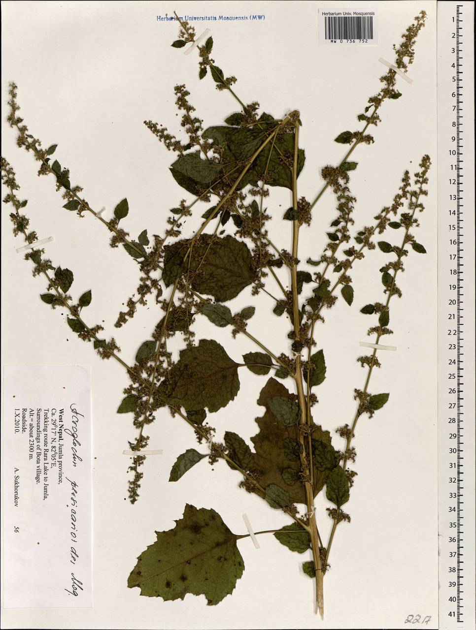 Acroglochin persicarioides (Poir.) Moq., South Asia, South Asia (Asia outside ex-Soviet states and Mongolia) (ASIA) (Nepal)