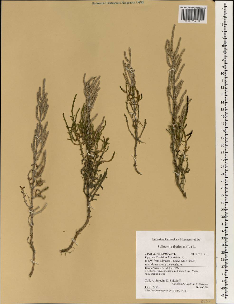 Sarcocornia fruticosa (L.) A. J. Scott, South Asia, South Asia (Asia outside ex-Soviet states and Mongolia) (ASIA) (Cyprus)