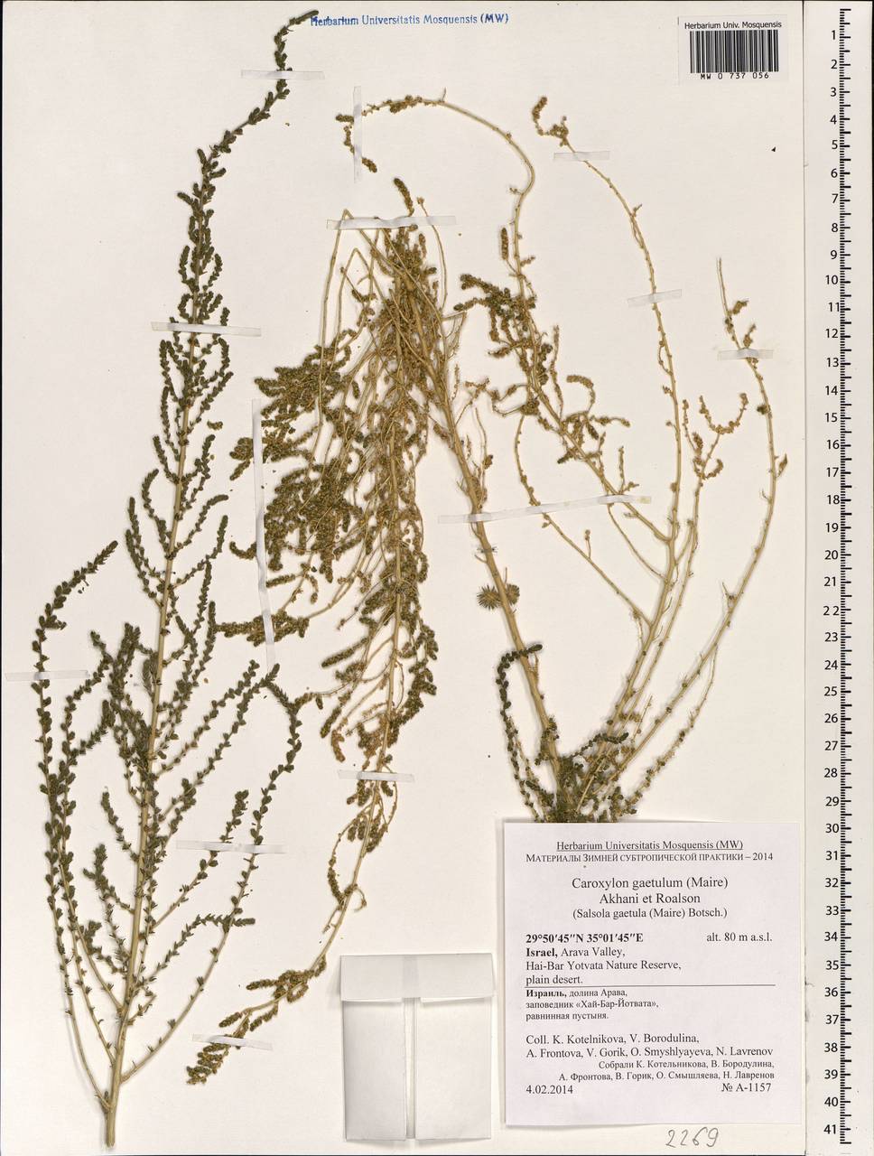 Nitrosalsola gaetula (Maire) Theodorova, South Asia, South Asia (Asia outside ex-Soviet states and Mongolia) (ASIA) (Israel)