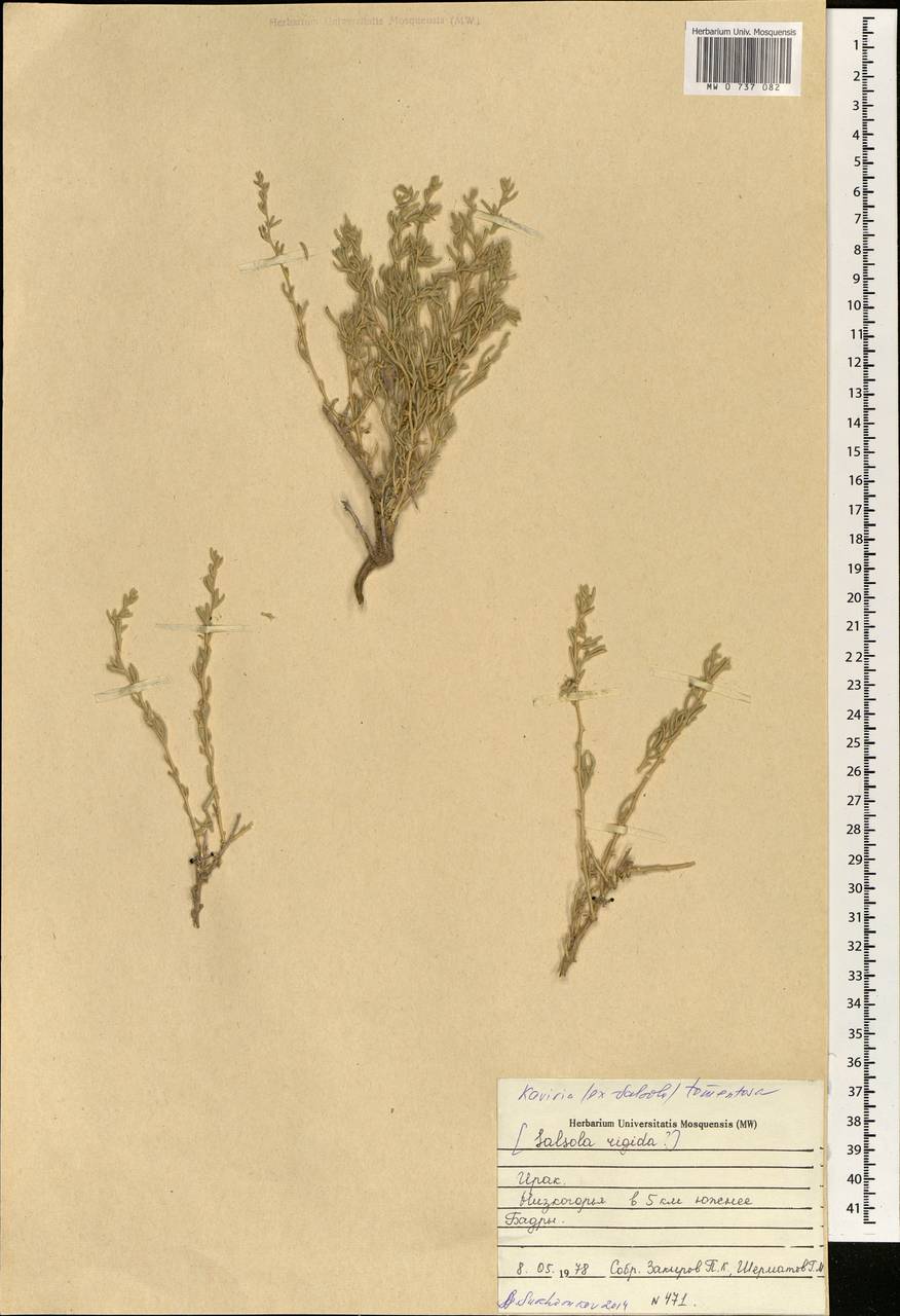 Kaviria tomentosa (Moq.) Akhani, South Asia, South Asia (Asia outside ex-Soviet states and Mongolia) (ASIA) (Iraq)