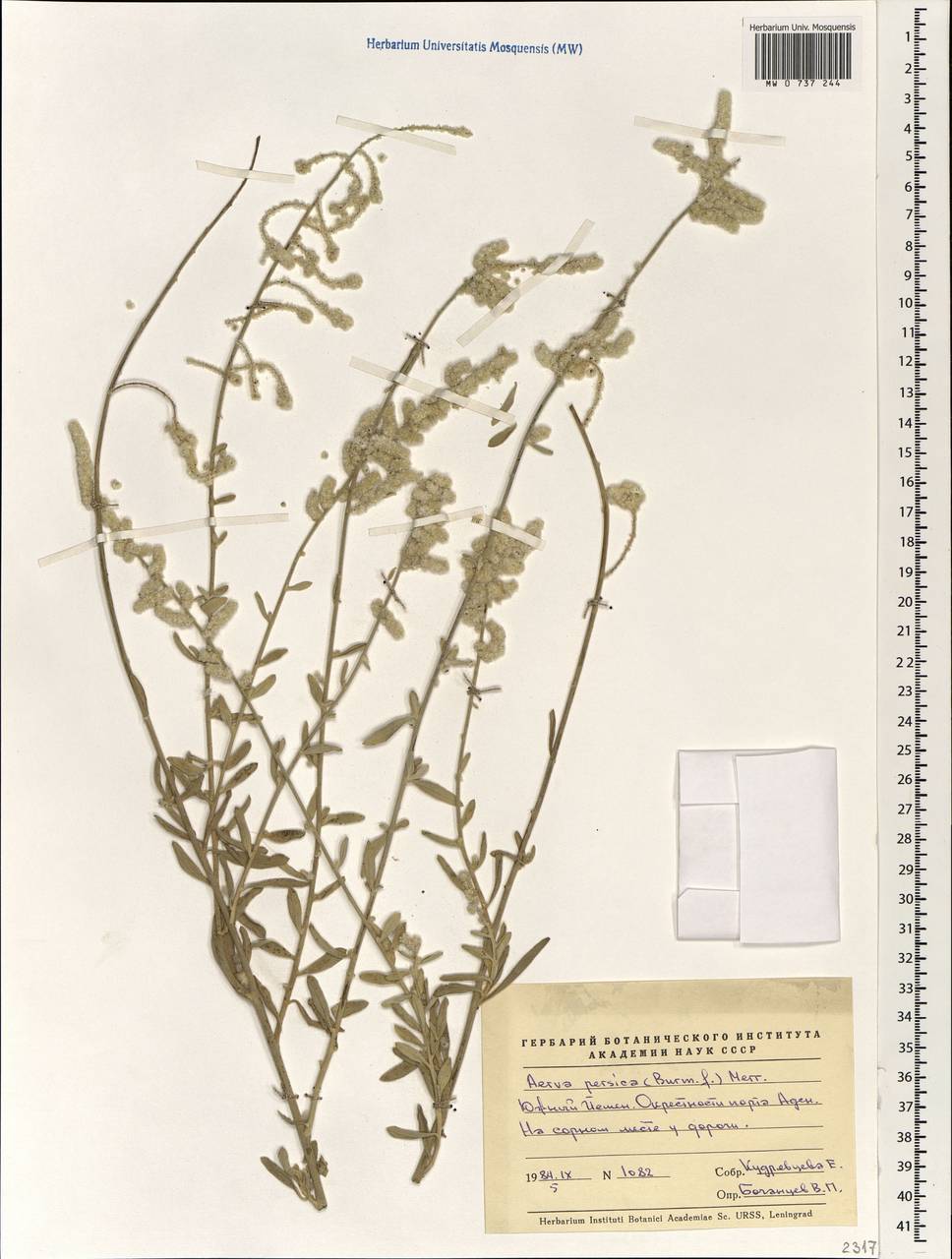 Aerva javanica (Burm. f.) Juss. ex Schult., South Asia, South Asia (Asia outside ex-Soviet states and Mongolia) (ASIA) (Yemen)