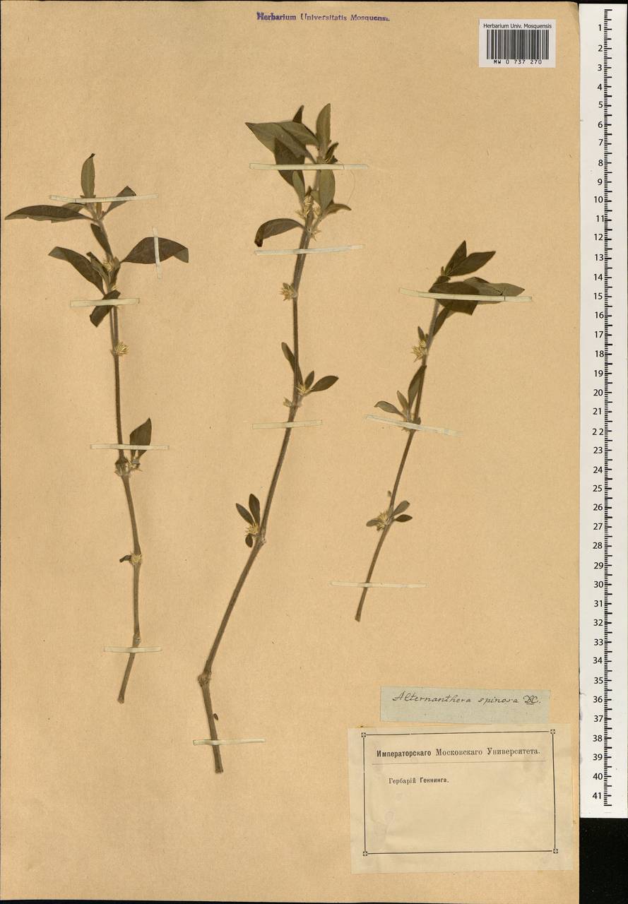 Alternanthera spinosa (Hornem.) Roem. & Schult., South Asia, South Asia (Asia outside ex-Soviet states and Mongolia) (ASIA) (Not classified)
