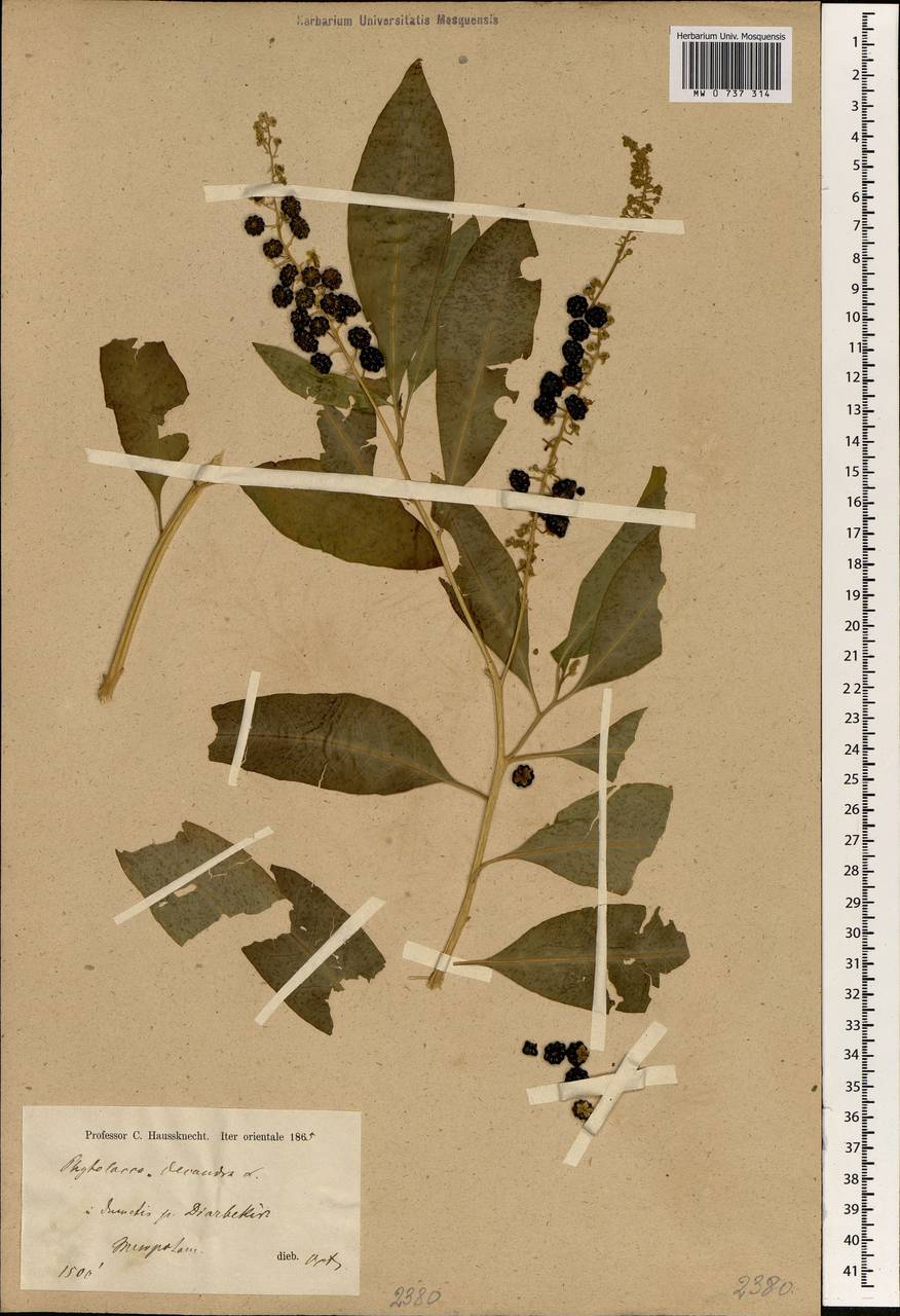 Phytolacca americana L., South Asia, South Asia (Asia outside ex-Soviet states and Mongolia) (ASIA) (Turkey)