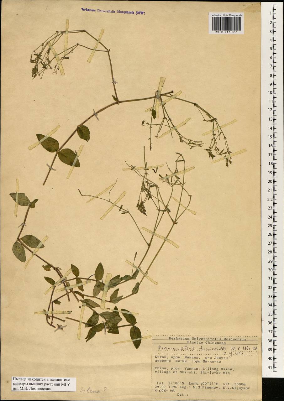 Psammosilene tunicoides W.C. Wu & C.Y. Wu, South Asia, South Asia (Asia outside ex-Soviet states and Mongolia) (ASIA) (China)