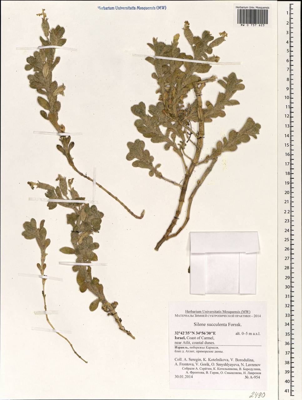 Silene succulenta, South Asia, South Asia (Asia outside ex-Soviet states and Mongolia) (ASIA) (Israel)