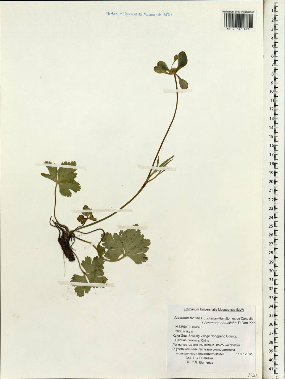 Anemone rivularis Buch.-Ham. ex DC., South Asia, South Asia (Asia outside ex-Soviet states and Mongolia) (ASIA) (China)