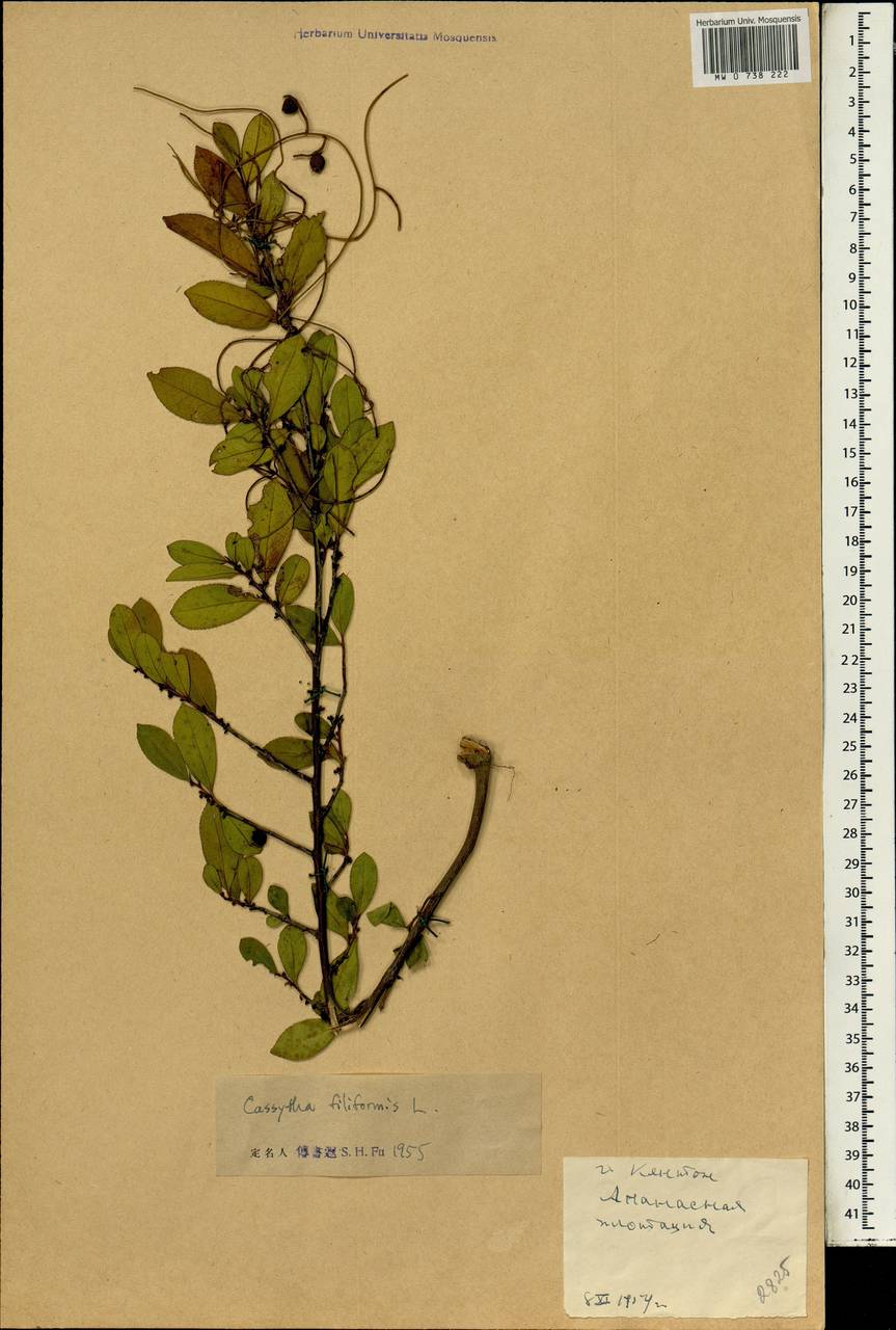 Cassytha filiformis L., South Asia, South Asia (Asia outside ex-Soviet states and Mongolia) (ASIA) (China)