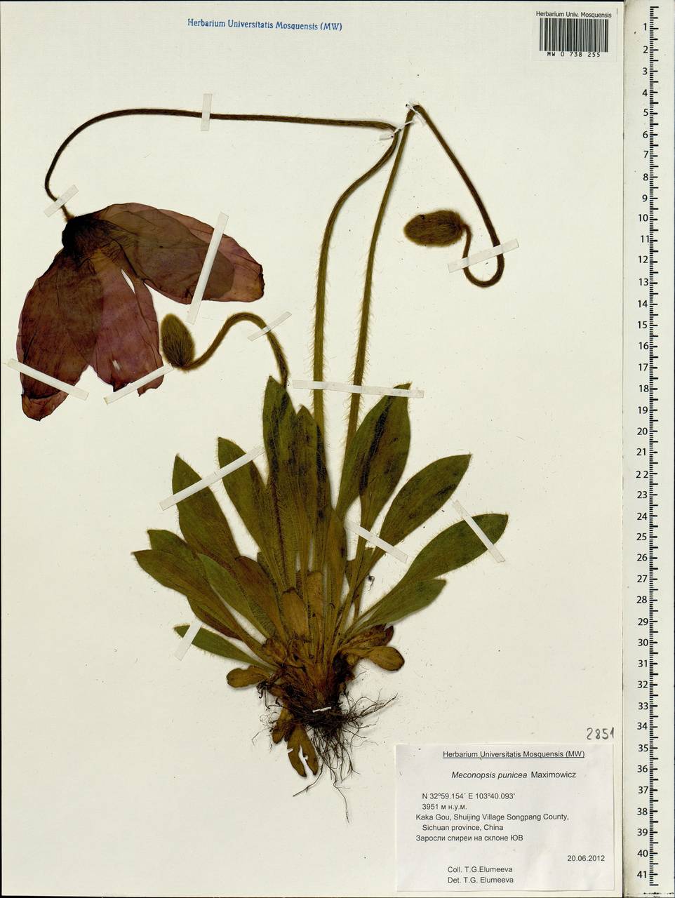 Meconopsis punicea Maxim., South Asia, South Asia (Asia outside ex-Soviet states and Mongolia) (ASIA) (China)