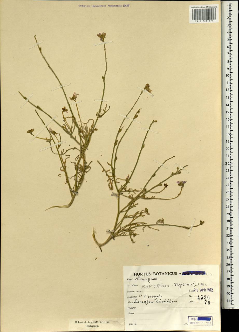 Rapistrum rugosum (L.) All., South Asia, South Asia (Asia outside ex-Soviet states and Mongolia) (ASIA) (Iran)