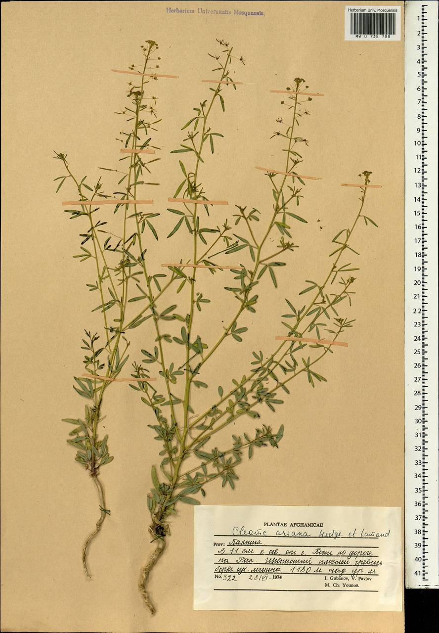 Cleome ariana Hedge & Lamond, South Asia, South Asia (Asia outside ex-Soviet states and Mongolia) (ASIA) (Afghanistan)