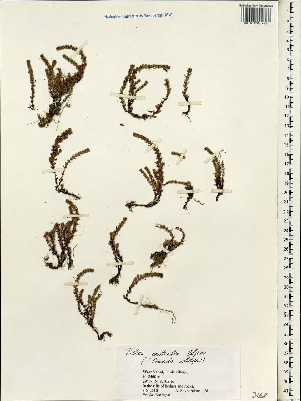 Crassula schimperi subsp. schimperi, South Asia, South Asia (Asia outside ex-Soviet states and Mongolia) (ASIA) (Nepal)