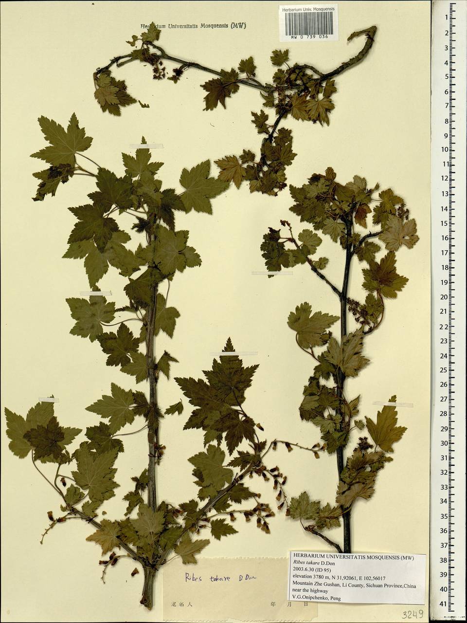 Ribes takare D. Don, South Asia, South Asia (Asia outside ex-Soviet states and Mongolia) (ASIA) (China)