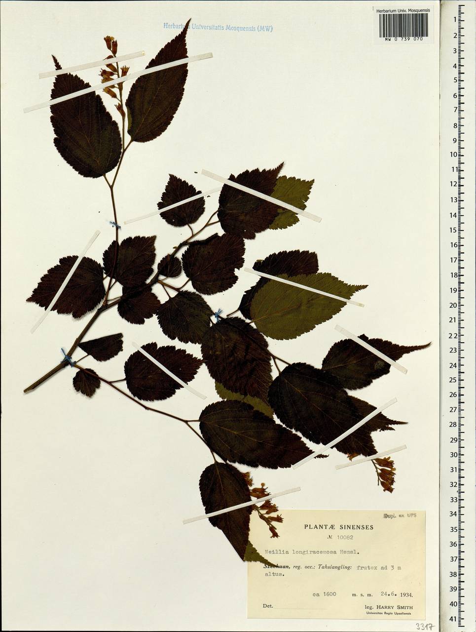 Neillia thibetica Bureau & Franch., South Asia, South Asia (Asia outside ex-Soviet states and Mongolia) (ASIA) (China)