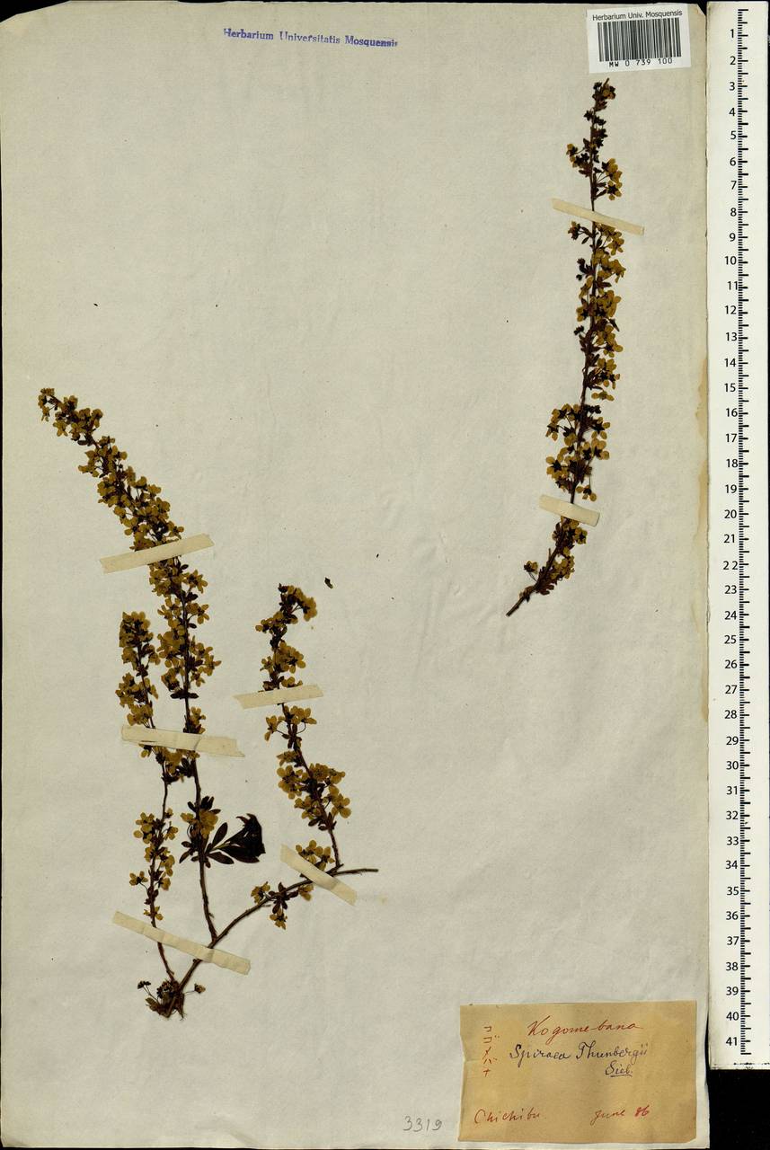 Spiraea thunbergii Siebold ex Blume, South Asia, South Asia (Asia outside ex-Soviet states and Mongolia) (ASIA) (Japan)