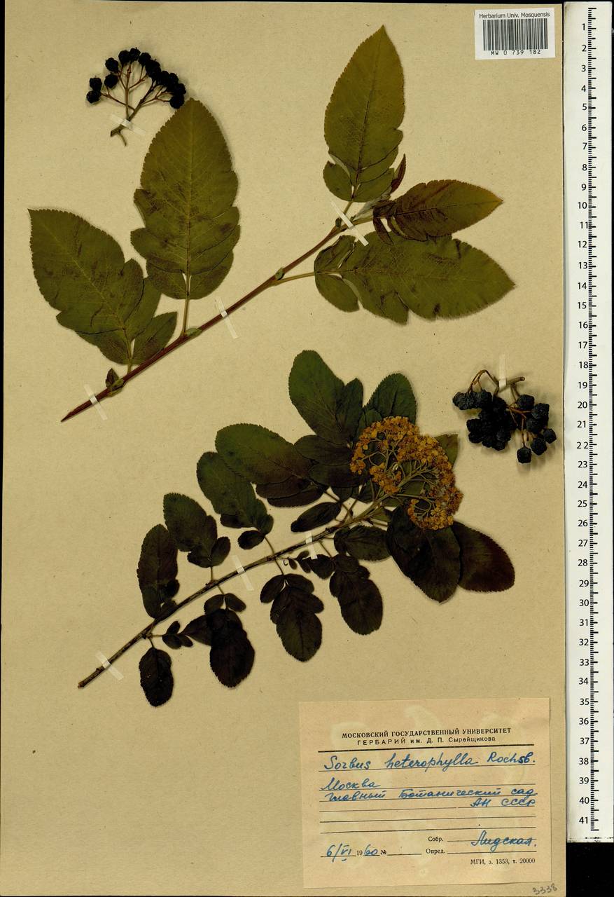 Sorbaronia sorbifolia (Poir.) C. K. Schneid., South Asia, South Asia (Asia outside ex-Soviet states and Mongolia) (ASIA) (Russia)