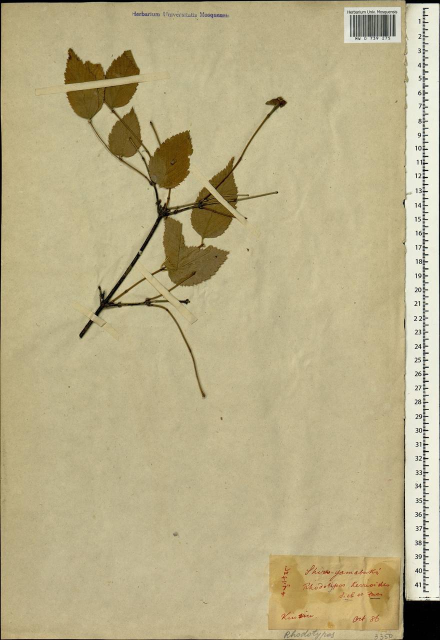 Rhodotypos scandens (Thunb.) Makino, South Asia, South Asia (Asia outside ex-Soviet states and Mongolia) (ASIA) (Japan)