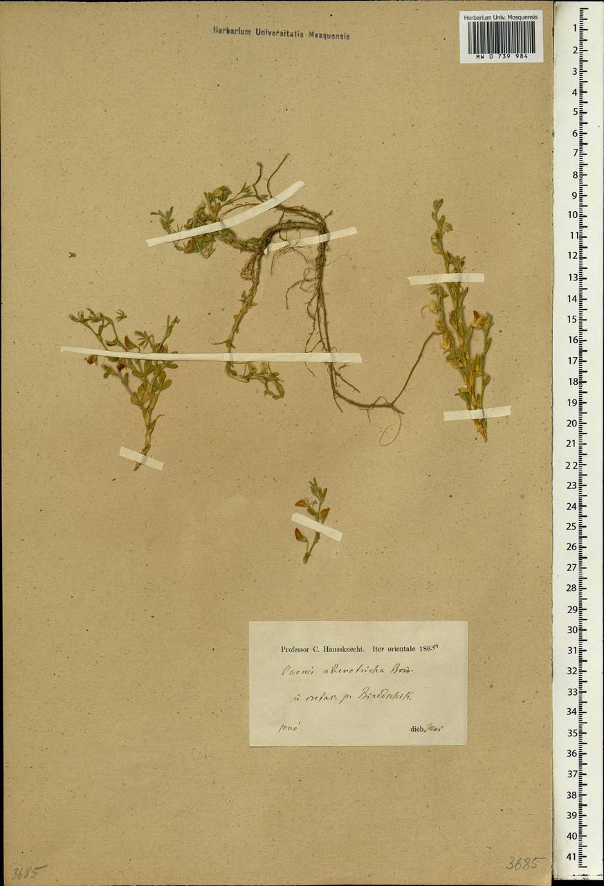 Ononis adenotricha Boiss., South Asia, South Asia (Asia outside ex-Soviet states and Mongolia) (ASIA) (Turkey)