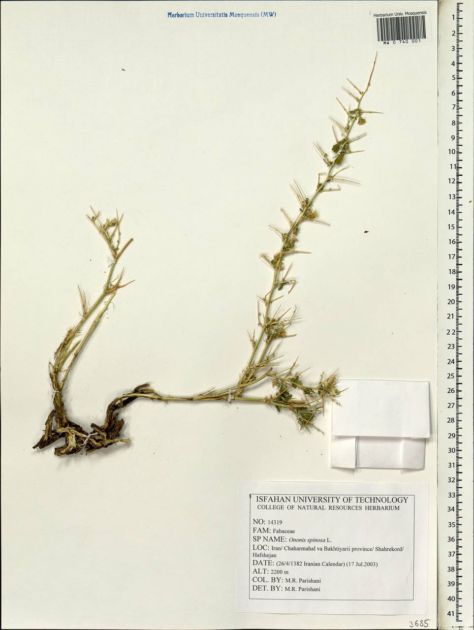 Ononis spinosa L., South Asia, South Asia (Asia outside ex-Soviet states and Mongolia) (ASIA) (Iran)