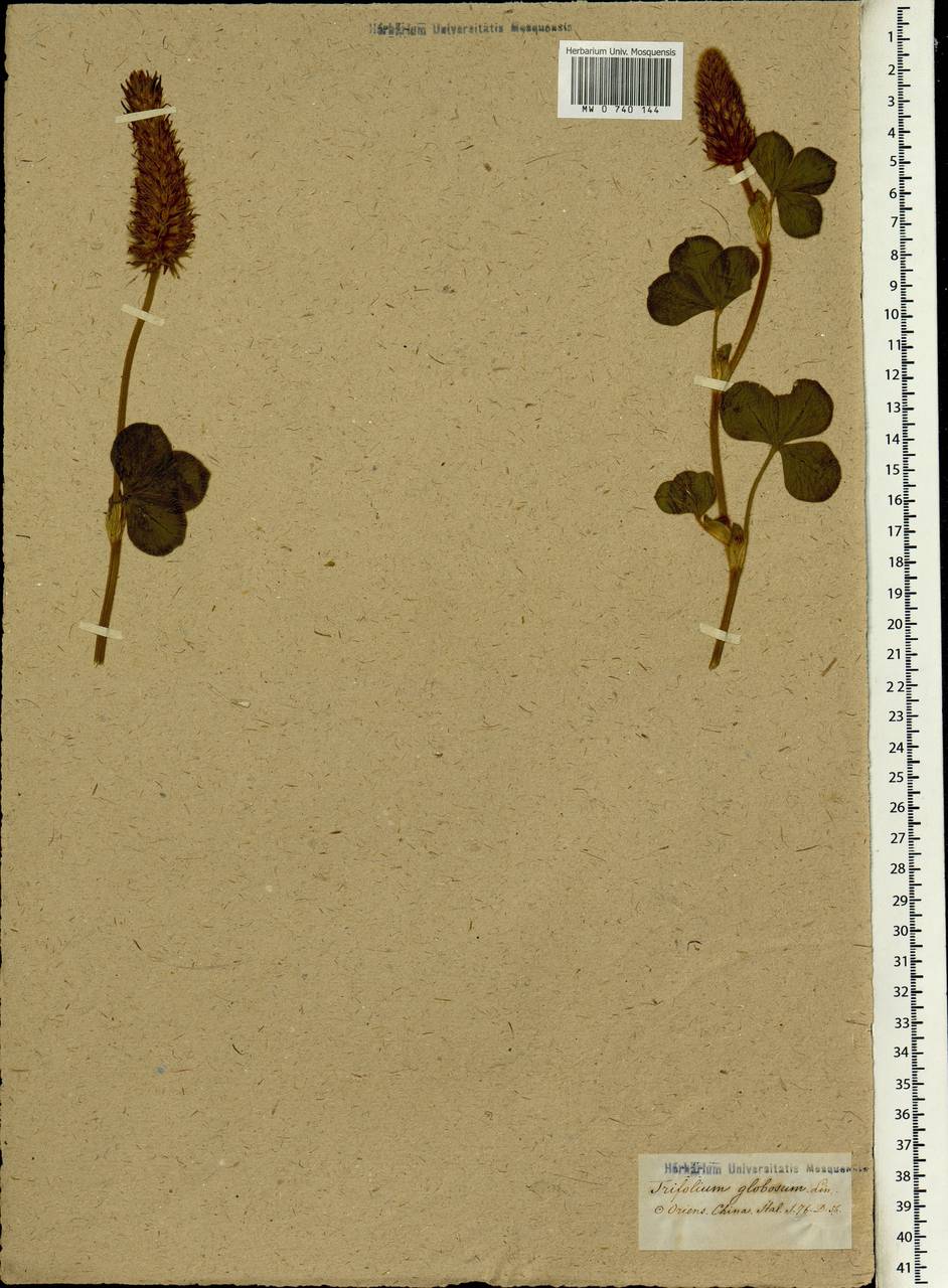 Trifolium globosum L., South Asia, South Asia (Asia outside ex-Soviet states and Mongolia) (ASIA) (Not classified)