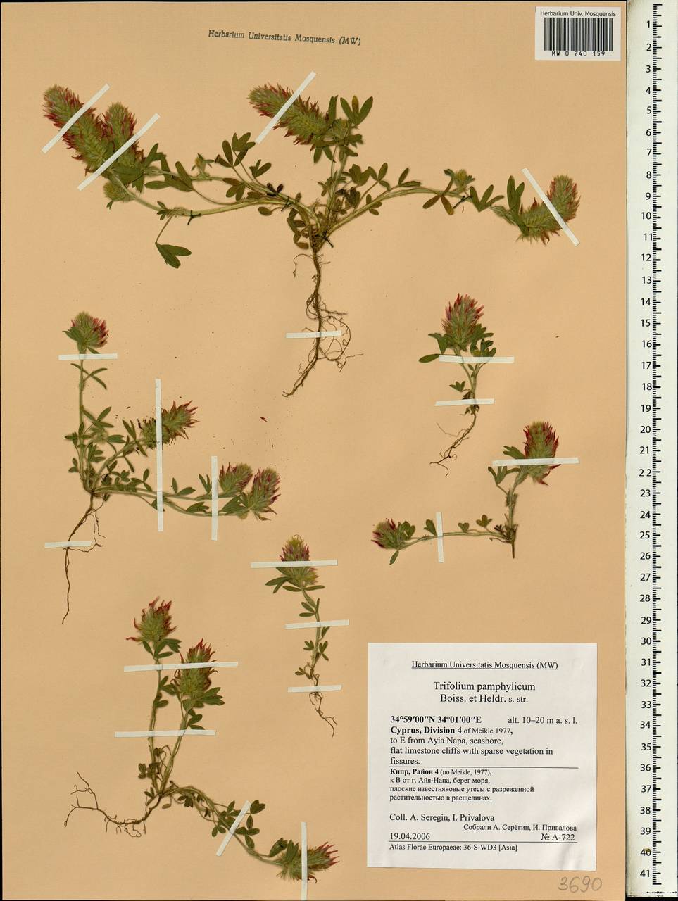 Trifolium pamphylicum Boiss. & Heldr., South Asia, South Asia (Asia outside ex-Soviet states and Mongolia) (ASIA) (Cyprus)