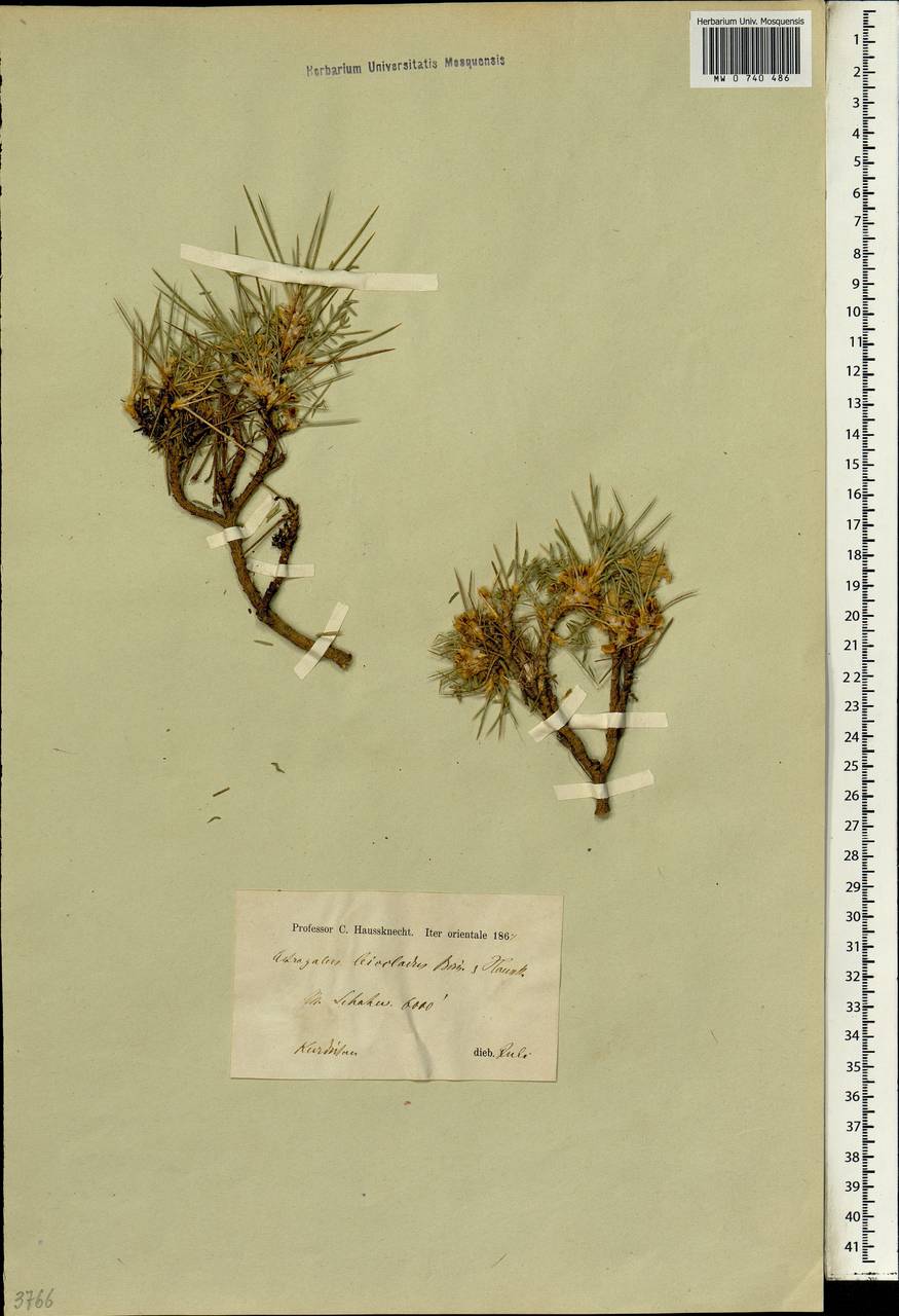 Astragalus brachycalyx subsp. brachycalyx, South Asia, South Asia (Asia outside ex-Soviet states and Mongolia) (ASIA) (Iran)