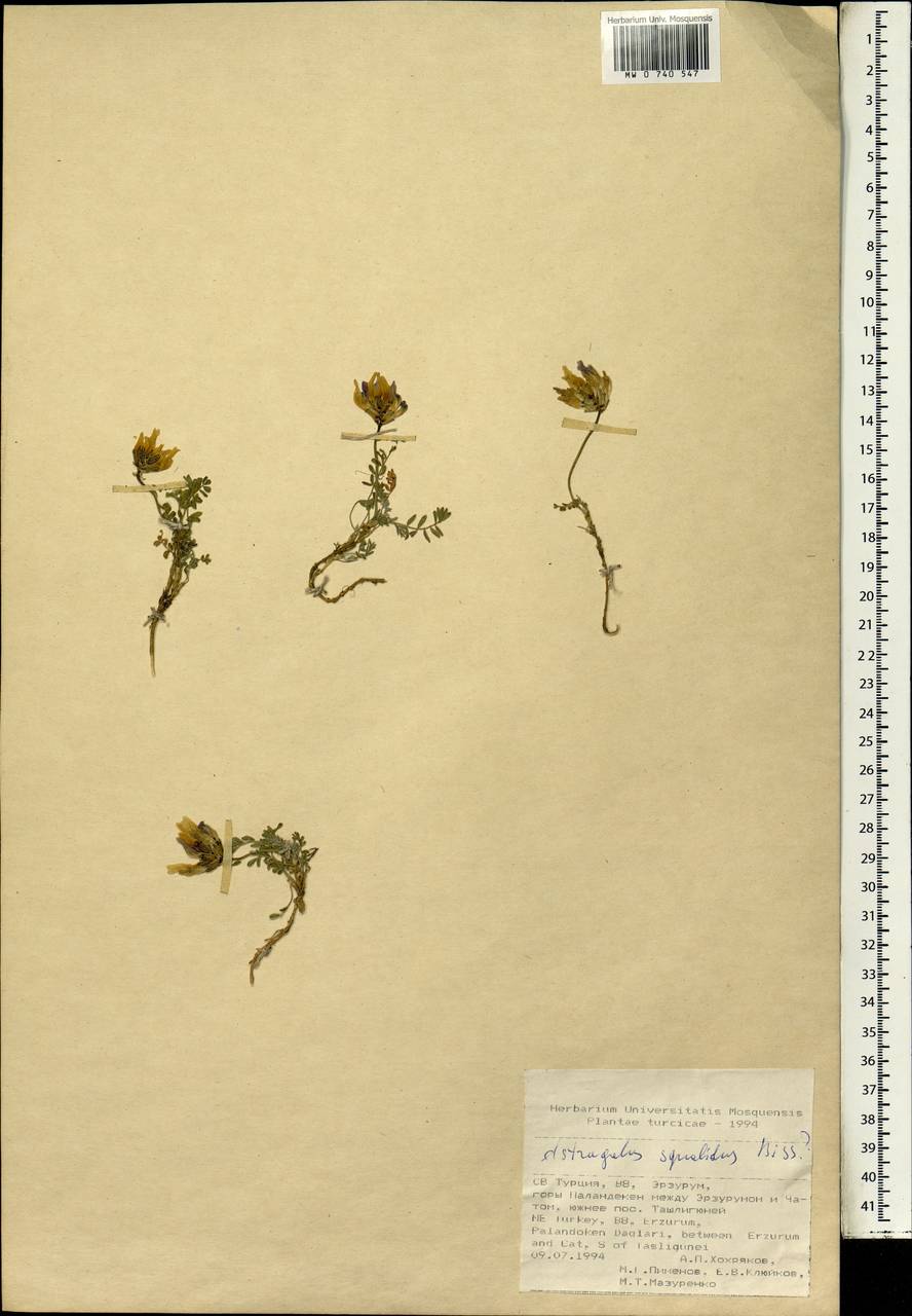 Astragalus amoenus Fenzl, South Asia, South Asia (Asia outside ex-Soviet states and Mongolia) (ASIA) (Turkey)