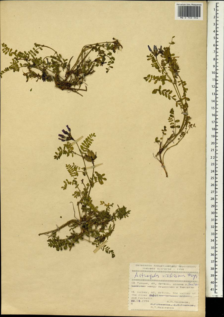 Astragalus viridissimus Freyn & Sint., South Asia, South Asia (Asia outside ex-Soviet states and Mongolia) (ASIA) (Turkey)
