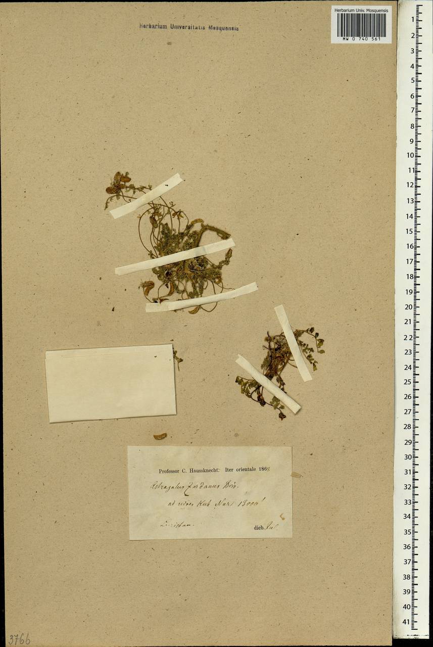 Astragalus zerdanus Boiss., South Asia, South Asia (Asia outside ex-Soviet states and Mongolia) (ASIA) (Iran)