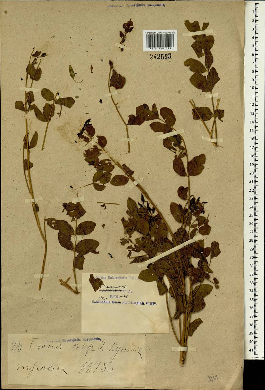 Glycyrrhiza uralensis Fisch., South Asia, South Asia (Asia outside ex-Soviet states and Mongolia) (ASIA) (China)