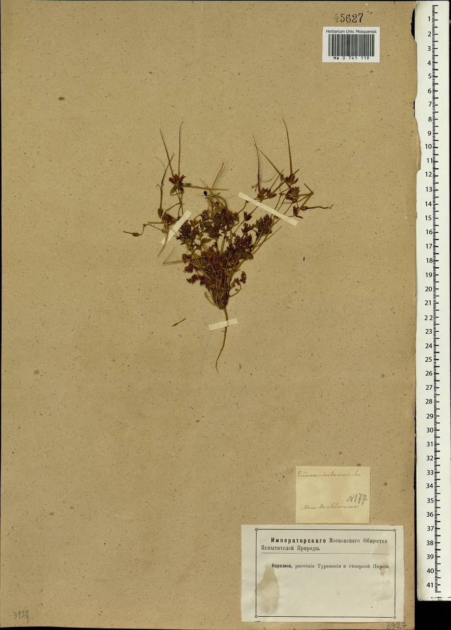 Erodium cicutarium, Caucasus, Azerbaijan (K6) (Azerbaijan)