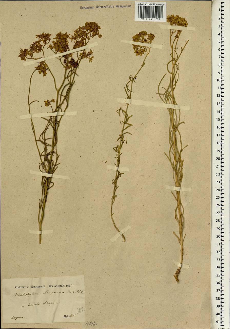 Haplophyllum, South Asia, South Asia (Asia outside ex-Soviet states and Mongolia) (ASIA) (Iraq)