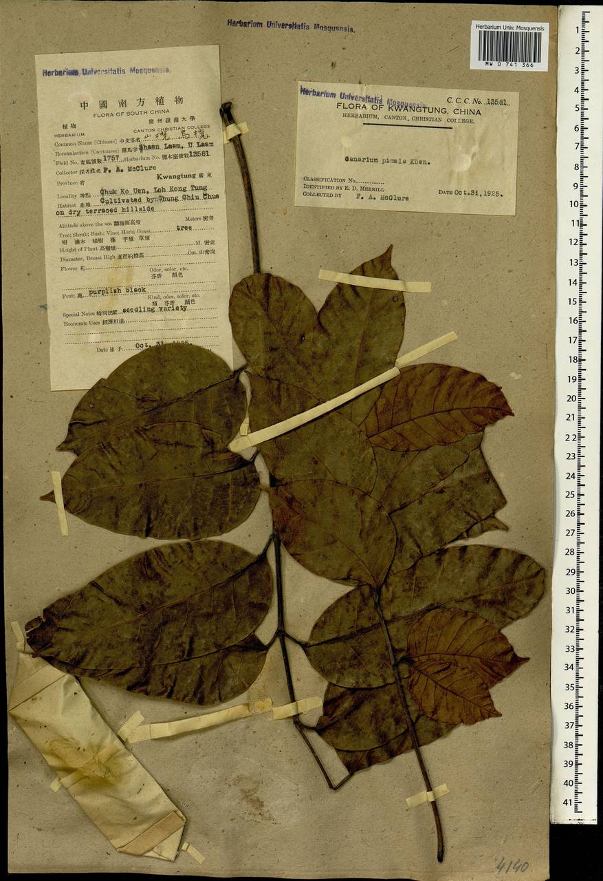 Canarium pimeloides R. Govaerts, South Asia, South Asia (Asia outside ex-Soviet states and Mongolia) (ASIA) (China)
