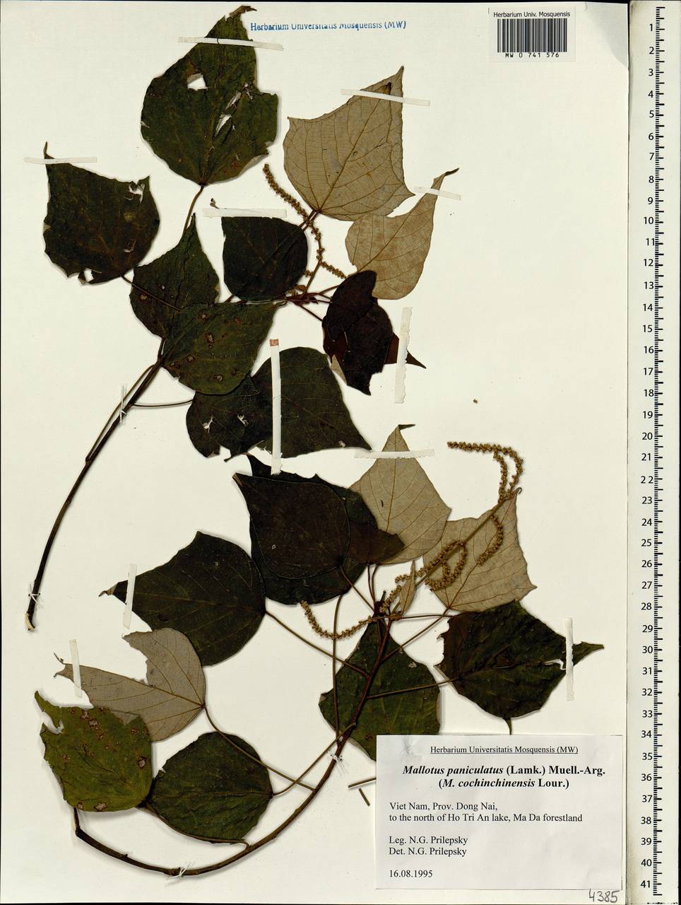 Mallotus paniculatus (Lam.) Müll.Arg., South Asia, South Asia (Asia outside ex-Soviet states and Mongolia) (ASIA) (Vietnam)