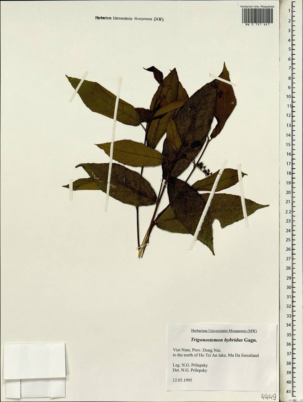 Trigonostemon hybridus Gagnep., South Asia, South Asia (Asia outside ex-Soviet states and Mongolia) (ASIA) (Vietnam)