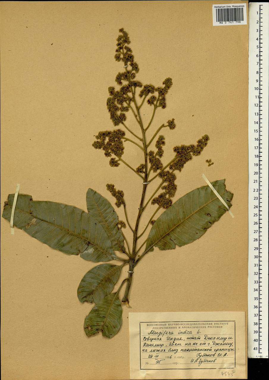 Mangifera indica L., South Asia, South Asia (Asia outside ex-Soviet states and Mongolia) (ASIA) (India)