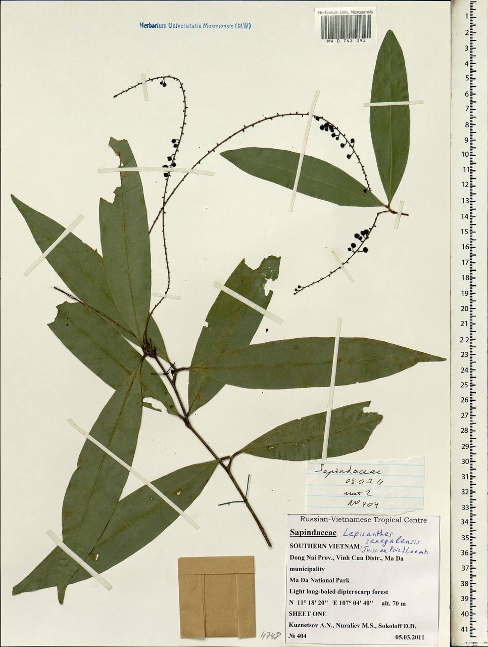Lepisanthes senegalensis (Poir.) Leenh., South Asia, South Asia (Asia outside ex-Soviet states and Mongolia) (ASIA) (Vietnam)