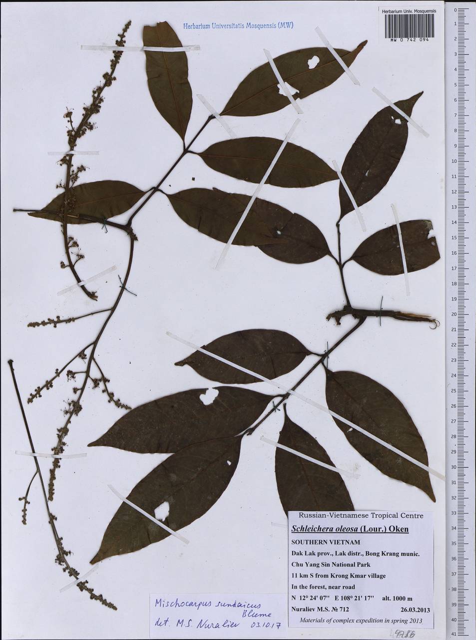 Mischocarpus sundaicus Blume, South Asia, South Asia (Asia outside ex-Soviet states and Mongolia) (ASIA) (Vietnam)