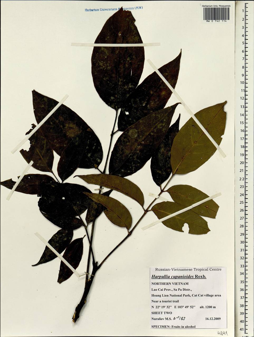 Harpullia cupanioides Roxb., South Asia, South Asia (Asia outside ex-Soviet states and Mongolia) (ASIA) (Vietnam)